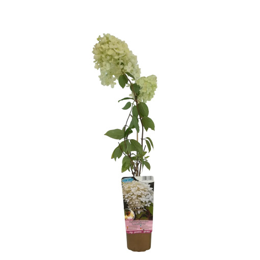 Buketveida hortenzija 'Grandiflora' P9/C1