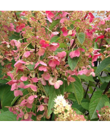 Buketveida hortenzija 'DHARUMA' 2l podā