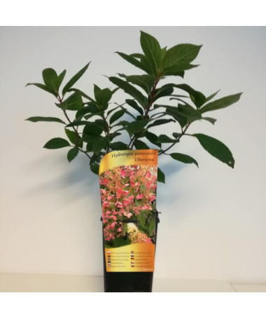 Buketveida hortenzija 'DHARUMA' P9/C1