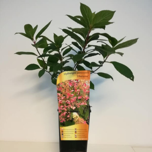 Buketveida hortenzija 'DHARUMA' P9/C1