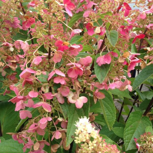 Buketveida hortenzija 'DHARUMA' P9/C1