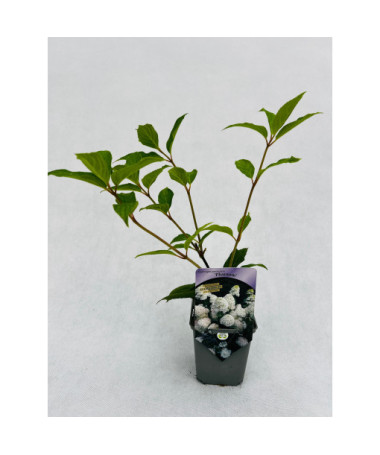 Buketveida hortenzija 'PHANTOM' P9/C1