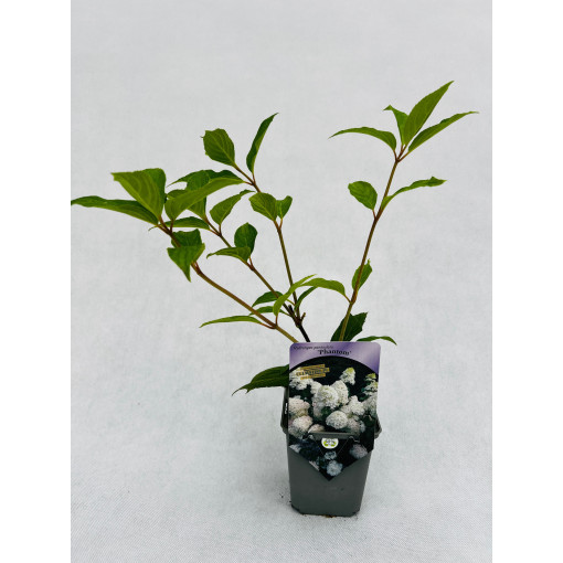 Buketveida hortenzija 'PHANTOM' P9/C1