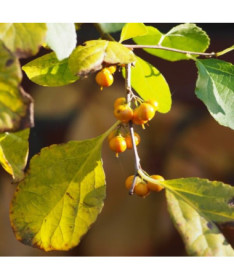 Dławisz Herkules (vīriešu) 2l podā