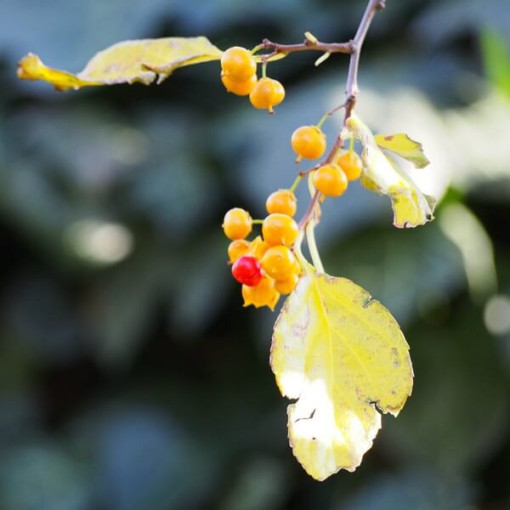 Dławisz Herkules (vīriešu) 2l podā