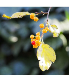 Dławisz Herkules (vīriešu) P9/C1