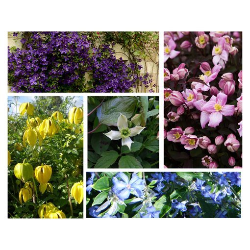 5 gabali komplekts - Clematis P9/C1 podos