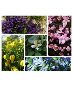 5 gabali komplekts - Clematis P9/C1 podos