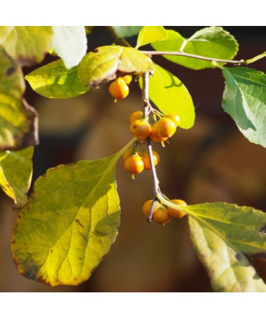 Dławisz Herkules (vīriešu) P9/C1