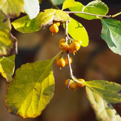 Dławisz Herkules (vīriešu) P9/C1