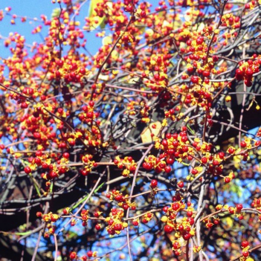 Dławisz Diana (sieviešu) P9/C1