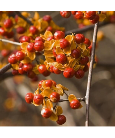 Dławisz 'Duo' (divdzimumīgs) P9/C1