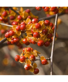 Dławisz 'Duo' (divdzimumīgs) P9/C1