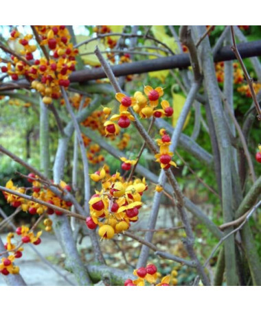 Dławisz 'Duo' (divdzimumīgs) P9/C1