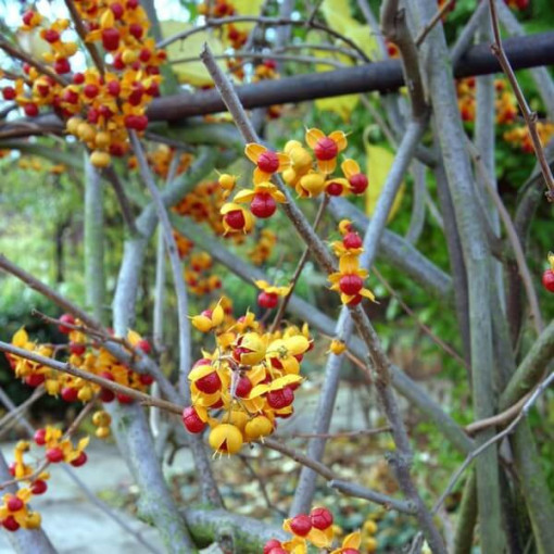 Dławisz 'Duo' (divdzimumīgs) P9/C1