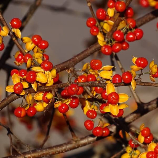 Dławisz 'Duo' (divdzimumīgs) P9/C1