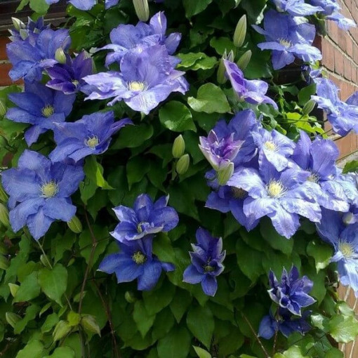 Clematis Rhapsody P9/C1