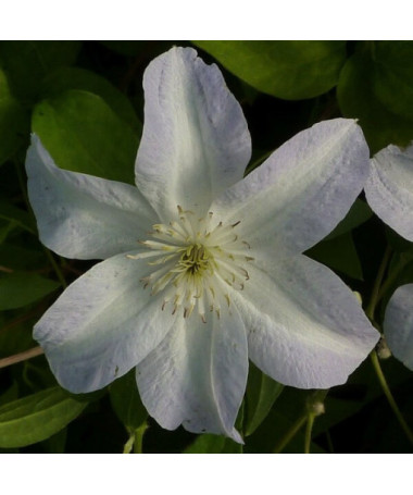 Clematis Yukikomachi (lielziedu) P9/C1