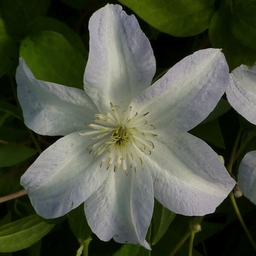 Clematis Yukikomachi (lielziedu) P9/C1