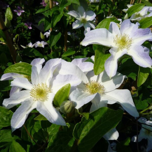 Clematis Yukikomachi (lielziedu) P9/C1
