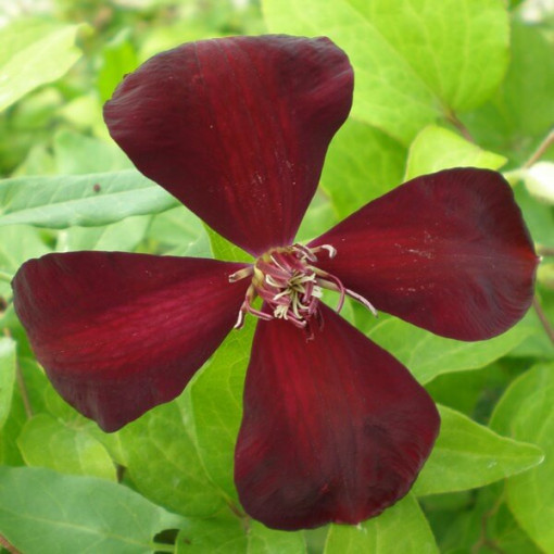 Clematis Westerplatte P9/C1