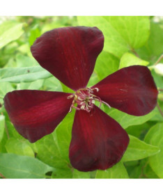 Clematis Westerplatte P9/C1