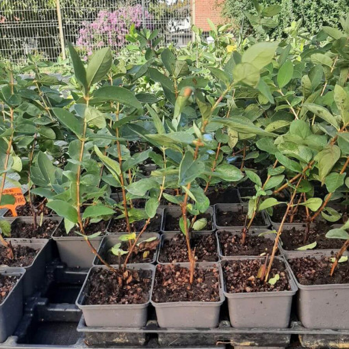 Kamčatkas mellenes 'Lori' P9/C1