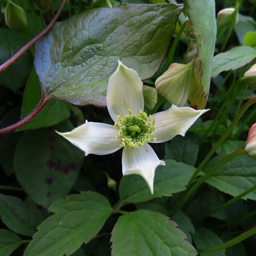 5 gabali komplekts - Clematis P9/C1 podos