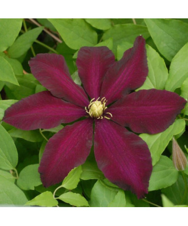 Clematis Warszawska Nike (lielziedu) P9/C1
