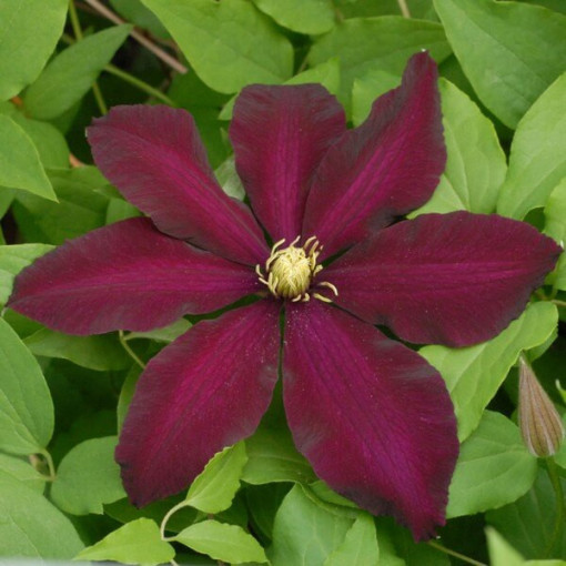 Clematis Warszawska Nike (lielziedu) P9/C1