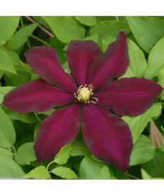 Clematis Warszawska Nike (lielziedu) P9/C1