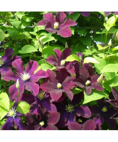 Clematis Warszawska Nike (lielziedu) P9/C1