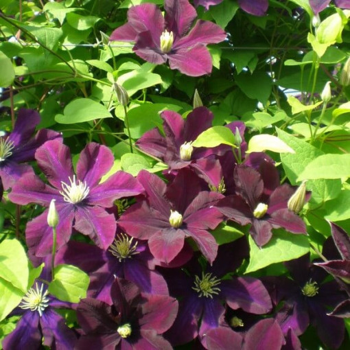 Clematis Warszawska Nike (lielziedu) P9/C1