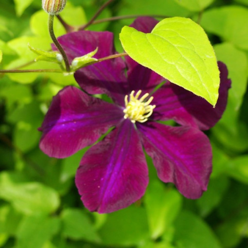 Clematis Warszawska Nike (lielziedu) P9/C1