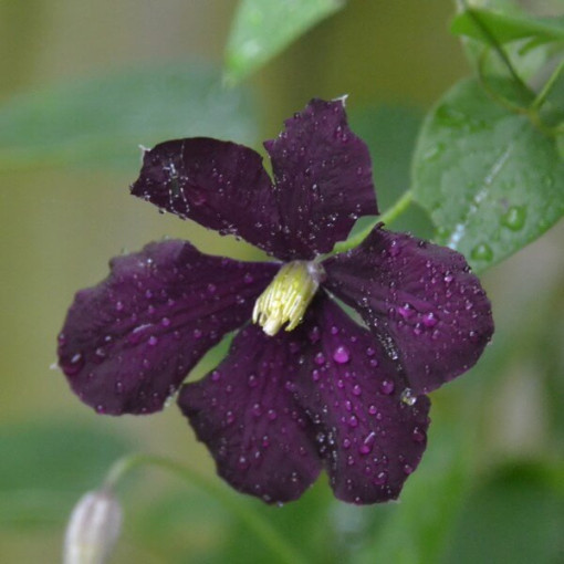 Clematis Warszawska Nike (lielziedu) P9/C1