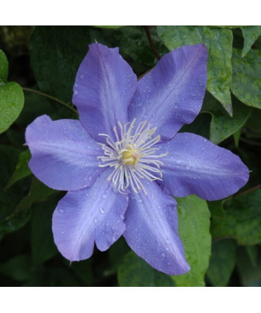 Clematis Vyvyan Pennell (lielziedu) P9/C1