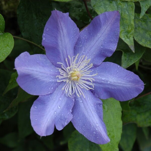 Clematis Vyvyan Pennell (lielziedu) P9/C1