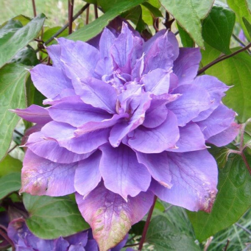 Clematis Vyvyan Pennell (lielziedu) P9/C1