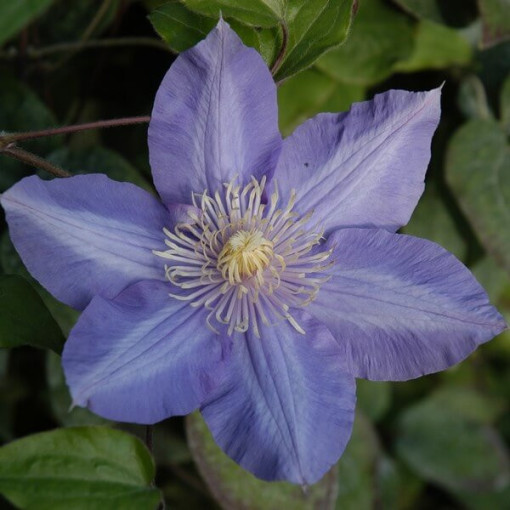 Clematis Vyvyan Pennell (lielziedu) P9/C1