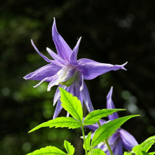 Clematis botaniskais 'Violet Pink' (pilns) P9/C1