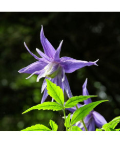 Clematis botaniskais 'Violet Pink' (pilns) P9/C1