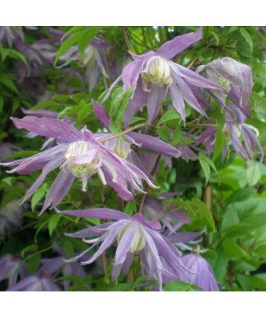 Clematis botaniskais 'Violet Pink' (pilns) P9/C1