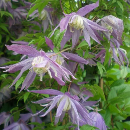Clematis botaniskais 'Violet Pink' (pilns) P9/C1