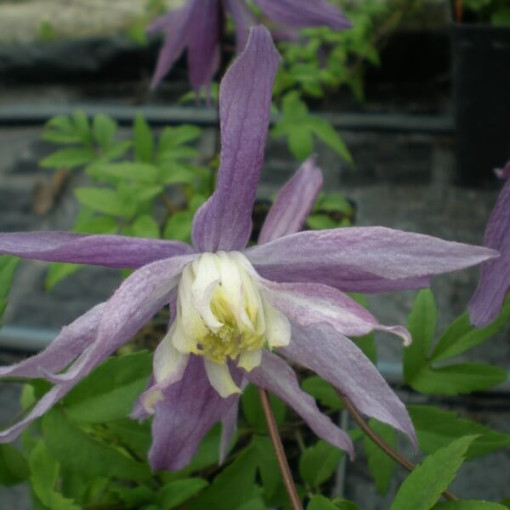 Clematis botaniskais 'Violet Pink' (pilns) P9/C1