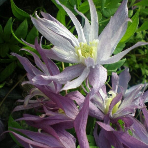Clematis botaniskais 'Violet Pink' (pilns) P9/C1
