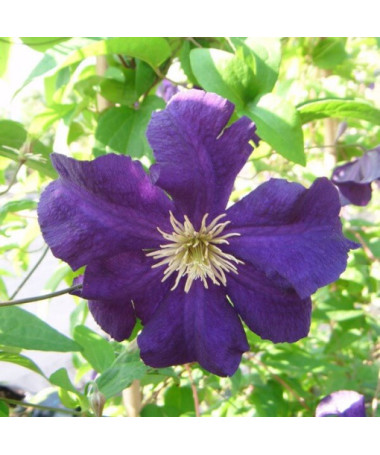 Clematis Viola (lielziedu) P9/C1