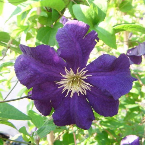 Clematis Viola (lielziedu) P9/C1
