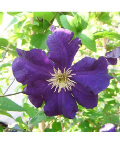 Clematis Viola (lielziedu) P9/C1