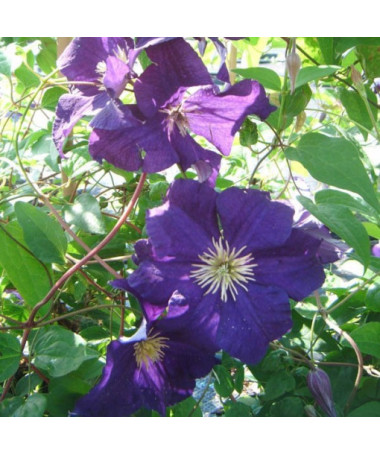 Clematis Viola (lielziedu) P9/C1