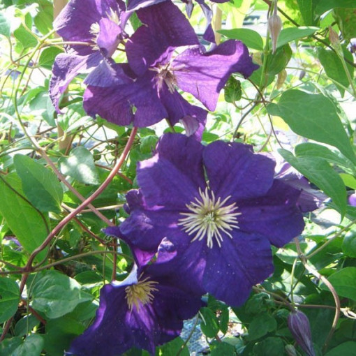 Clematis Viola (lielziedu) P9/C1